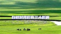 白蟻對我們有三大影響