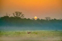 廣州白蟻的基本認識