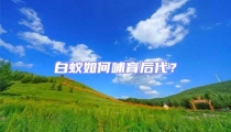 白蟻如何哺育后代?