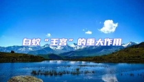 白蟻“王宮”的重大作用