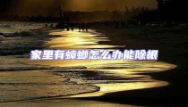 家里有蟑螂怎么辦能除根