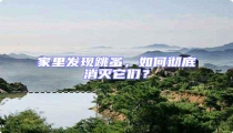 家里發現跳蚤,如何徹底消滅它們?