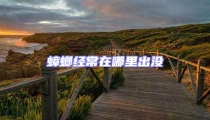 蟑螂經常在哪里出沒