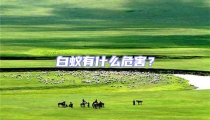 白蟻有什么危害?