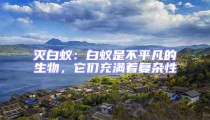 滅白蟻:白蟻是不平凡的生物,它們充滿著復雜性