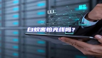 白蟻害怕光線嗎?
