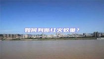 如何判斷紅火蟻巢?
