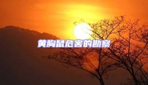 黃胸鼠危害的勘察