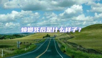 蟑螂死后是什么樣子?