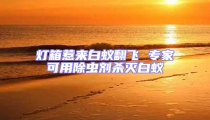 燈箱惹來白蟻翻飛 專家可用除蟲劑殺滅白蟻