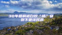 30年梧桐被白蟻“啃”穿 倒下砸壞民房