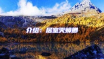 介紹:居室滅蟑螂