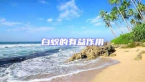 白蟻的有益作用