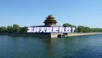 怎樣滅鼠更有效?