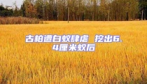 古柏遭白蟻肆虐 挖出6.4厘米蟻后
