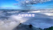 白蟻的食性