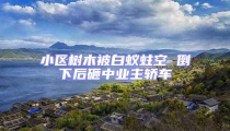 小區樹木被白蟻蛀空 倒下后砸中業主轎車