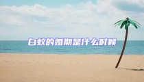 白蟻的婚期是什么時候