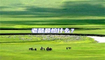 老鼠最怕什么?