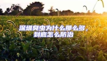 深圳臭蟲為什么那么多,到底怎么防治