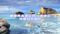 哪里有殺蟲(chóng)公司,殺蟲(chóng)公司夏日滅蟲(chóng)忙