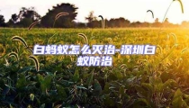 白螞蟻怎么滅治-深圳白蟻防治