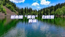 樹(shù)木披“黃衣” 白蟻惹的禍