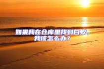 如果我在倉庫里找到白蟻，我該怎么辦？