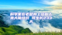 科學家在老鼠身上培育人類大腦組織 可生長233天