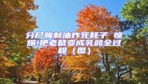 分尸腌制油炸死耗子 驚爆!把老鼠變成乳鴿全過程(圖)