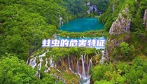 蛀蟲的危害特征