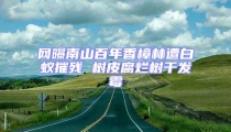 網(wǎng)曝南山百年香樟林遭白蟻摧殘 樹皮腐爛樹干發(fā)霉