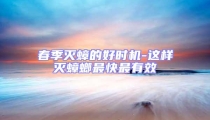 春季滅蟑的好時機-這樣滅蟑螂最快最有效