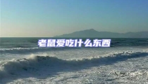 老鼠愛吃什么東西