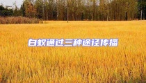 白蟻通過三種途徑傳播
