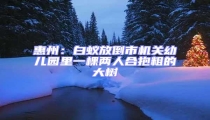 惠州:白蟻放倒市機關幼兒園里一棵兩人合抱粗的大樹