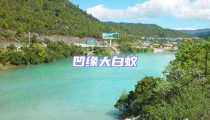 凹緣大白蟻