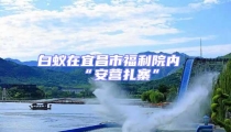白蟻在宜昌市福利院內“安營扎寨”
