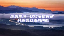 琥珀里現一億歲受傷白蟻 開膛破肚露其內臟
