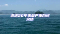 遭遇20年來最嚴重白蟻災情
