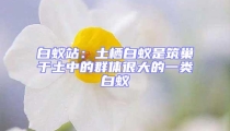 白蟻站:土棲白蟻是筑巢于土中的群體很大的一類(lèi)白蟻
