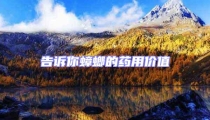 告訴你蟑螂的藥用價值