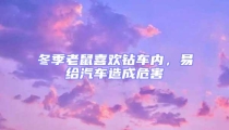 冬季老鼠喜歡鉆車(chē)內(nèi),易給汽車(chē)造成危害
