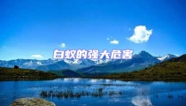 白蟻的強大危害