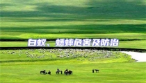 白蟻、蟋蟀危害及防治