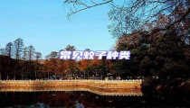 常見蚊子種類
