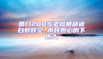 廈門200歲老榕根部被白蟻咬空 市民擔(dān)心倒下傷人
