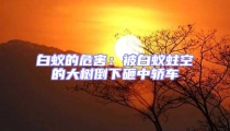 白蟻的危害:被白蟻蛀空的大樹倒下砸中轎車