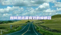 如何挑選最有效的蟑螂藥