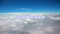 紅火蟻的滅治技術